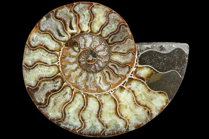 Cut Ammonite Fossil (Half) - Agatized #97740
